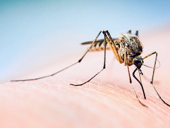 Insektenspray Haut & Körper - Insekten und Mücken bekämpfen